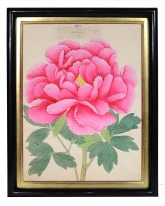  Yokohama Nursery Co Ltd Rare Hardy Japanese Peony - 790669