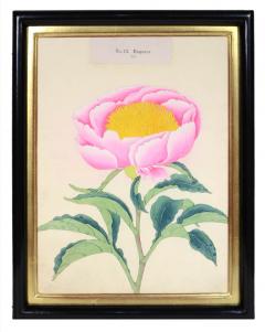  Yokohama Nursery Co Ltd Rare Hardy Japanese Peony - 790688