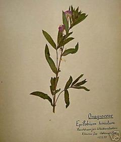 120 French Early 20th Century Pressed Botanical Specimens - 4091184