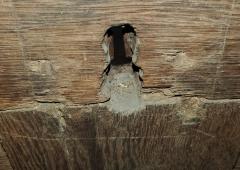 17th Century English Carved Oak Dowry Chest - 1659781