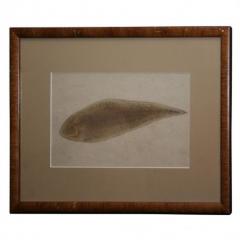 18th C Chinese Export Pen and Ink Drawing of a Flounder - 716128