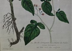 18th Century Hand Colored Botanical Regnault Engraving La Morelle Grimpante  - 2694639