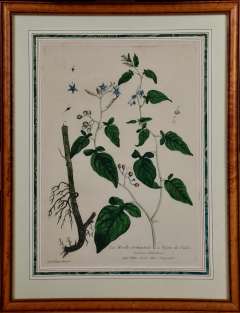 18th Century Hand Colored Botanical Regnault Engraving La Morelle Grimpante  - 2694641