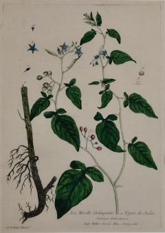 18th Century Hand Colored Botanical Regnault Engraving La Morelle Grimpante  - 2701170
