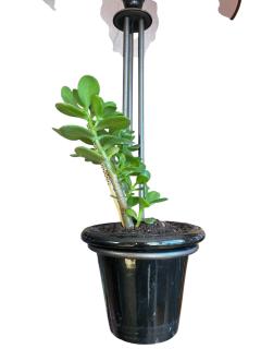 1950s Floor lamp with flower pots by Asselbure - 4363666