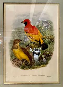 19Th Century Pair of Colored Lithographs Birds Custom Framed Signed and Dated - 3013145