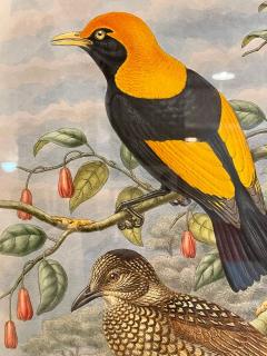 19Th Century Pair of Colored Lithographs Birds Custom Framed Signed and Dated - 3013148