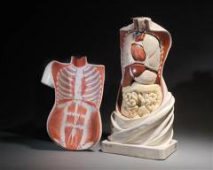 19th C Anatomical Didactic Model of a Torso with Removable Organs developed - 4267622