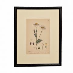 19th Century Cottage Botanical Print of Scentless Mayweed - 3744569