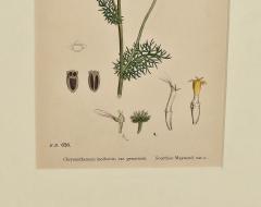 19th Century Cottage Botanical Print of Scentless Mayweed - 3744571