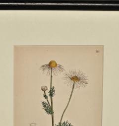 19th Century Cottage Botanical Print of Scentless Mayweed - 3744572