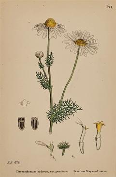 19th Century Cottage Botanical Print of Scentless Mayweed - 3744966