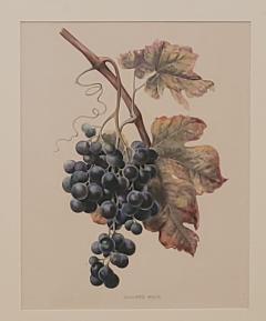 19th Century Hand Colored French Engraving of Grapes - 2805089