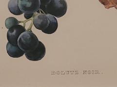 19th Century Hand Colored French Engraving of Grapes - 2805091