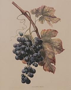 19th Century Hand Colored French Engraving of Grapes - 2805603