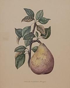 19th Century Hand Colored French Engraving of Pear - 2805602