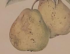 19th Century Hand Colored French Engraving of Pears - 2805094