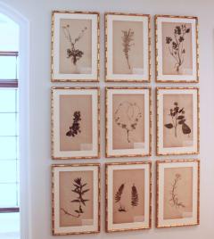 19th c Collection of 9 Framed Large Swedish Herbarium Studies - 2772583