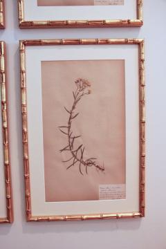 19th c Collection of 9 Framed Large Swedish Herbarium Studies - 2772593