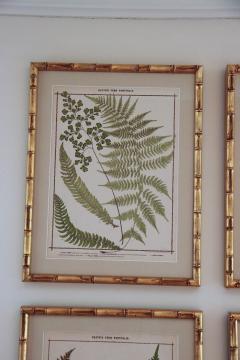 19th c Collection of Four Framed English Chromolithograph Ferns - 2772650