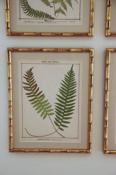 19th c Collection of Four Framed English Chromolithograph Ferns - 2772652