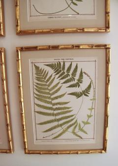19th c Collection of Six Framed English Fern Chromolithographs - 2772601