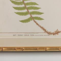 19th c Framed English Chromolithograph Fern - 3418651