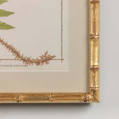 19th c Framed English Chromolithograph Fern - 3418652