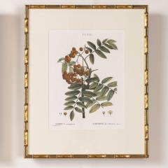 19th c French Framed Copper Plate Botanical Engraving on Laid Paper - 4231443