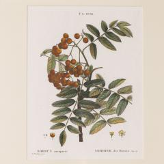19th c French Framed Copper Plate Botanical Engraving on Laid Paper - 4231444