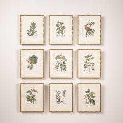 19th c French Framed Copper Plate Botanical Engraving on Laid Paper - 4231445