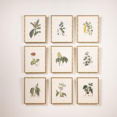 19th c French Framed Copper Plate Botanical Engraving on Laid Paper - 4231446