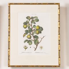 19th c French Framed Copper Plate Botanical Engraving on Laid Paper - 4231541