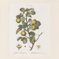 19th c French Framed Copper Plate Botanical Engraving on Laid Paper - 4231542