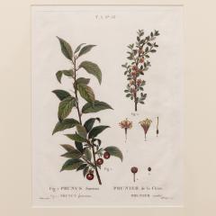 19th c French Framed Copper Plate Botanical Engraving on Laid Paper - 4231734