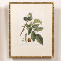 19th c French Framed Copper Plate Botanical Engraving on Laid Paper - 4232017