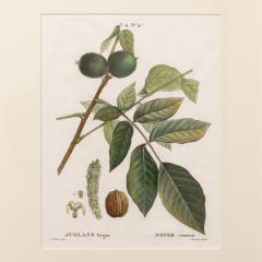 19th c French Framed Copper Plate Botanical Engraving on Laid Paper - 4232018