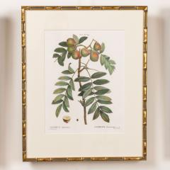 19th c French Framed Copper Plate Botanical Engraving on Laid Paper - 4232239