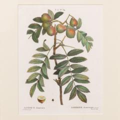 19th c French Framed Copper Plate Botanical Engraving on Laid Paper - 4232240