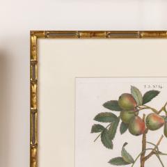 19th c French Framed Copper Plate Botanical Engraving on Laid Paper - 4232242