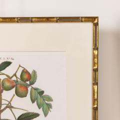 19th c French Framed Copper Plate Botanical Engraving on Laid Paper - 4232244