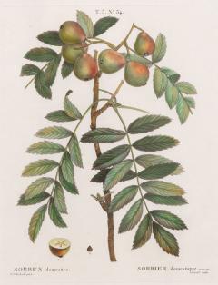 19th c French Framed Copper Plate Botanical Engraving on Laid Paper - 4237081