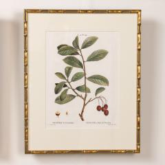 19th c French Framed Copper Plate Botanical Engraving on Laid Paper - 4232545
