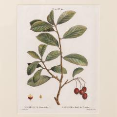 19th c French Framed Copper Plate Botanical Engraving on Laid Paper - 4232546