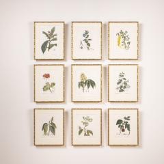 19th c French Framed Copper Plate Botanical Engraving on Laid Paper - 4232547