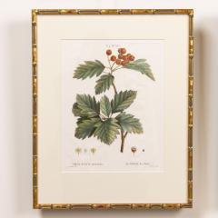 19th c French Framed Copper Plate Botanical Engraving on Laid Paper - 4232554