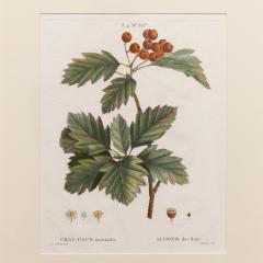 19th c French Framed Copper Plate Botanical Engraving on Laid Paper - 4232555