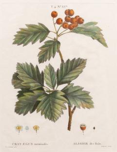 19th c French Framed Copper Plate Botanical Engraving on Laid Paper - 4237083