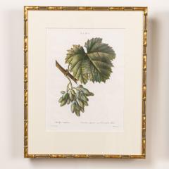 19th c French Framed Copper Plate Botanical Engraving on Laid Paper - 4232701