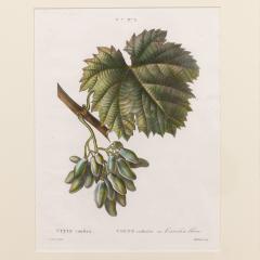 19th c French Framed Copper Plate Botanical Engraving on Laid Paper - 4232702